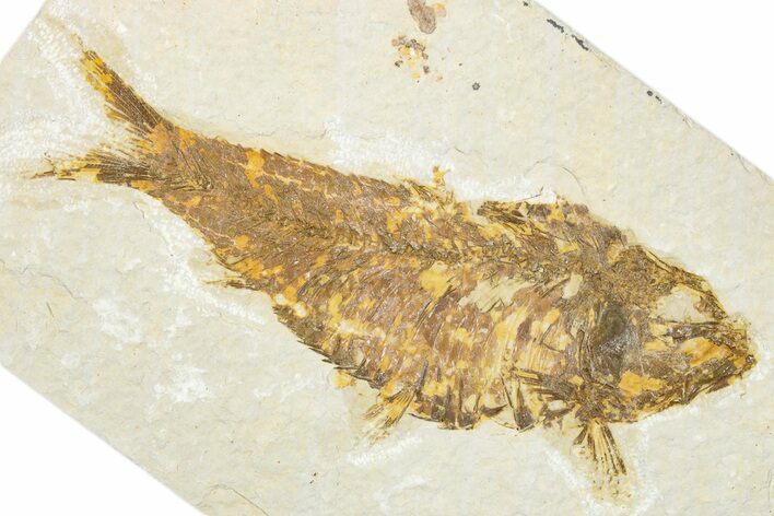 Detailed Fossil Fish (Knightia) - Wyoming #343651